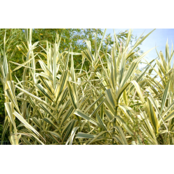 DESTOCKAGE SUBLIMES CANNE DE PROVENCE ( ARUNDO DONAX)