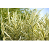 DESTOCKAGE SUBLIMES CANNE DE PROVENCE ( ARUNDO DONAX)