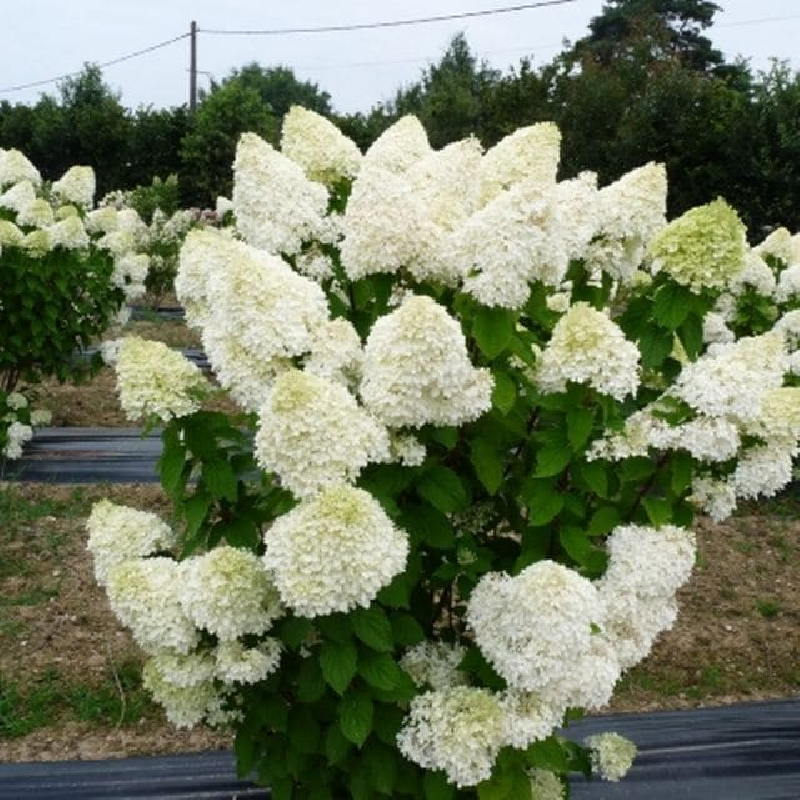 SUBLIMES HORTENSIA LIMELIGHT