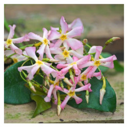 SUBLIMES JASMIN ASIA PINK ( Trachelospermum asiaticum Pink Showers)