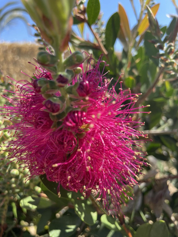 Superbes callistemons pink