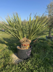 NOUVEAUTE ce Superbe Dasylirion glaucophyllum multi troncs VF67