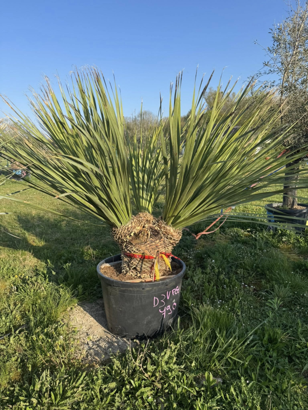 NOUVEAUTE ce Superbe Dasylirion glaucophyllum multi troncs VF67
