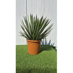 SUBLIMES YUCCA FILIFERA
