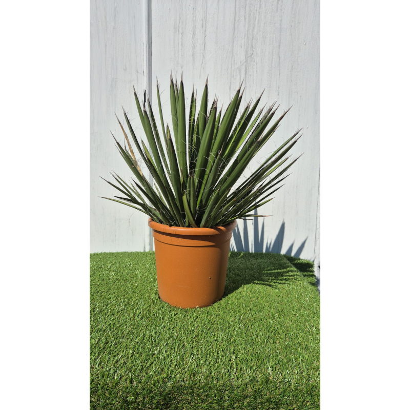 SUBLIMES YUCCA FILIFERA