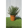 SUBLIMES YUCCA FILIFERA