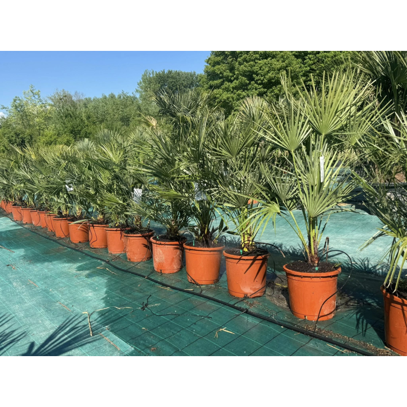 DESTOCKAGE !!!! superbes palmiers chamaerops humilis