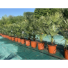 DESTOCKAGE !!!! superbes palmiers chamaerops humilis