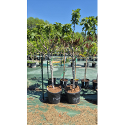 SUBLIMES FIGUIERS ( ficus carica)