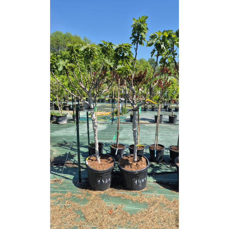 SUBLIMES FIGUIERS ( ficus carica)