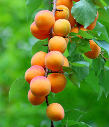 SUBLIMES ABRICOTIERS POLONAIS