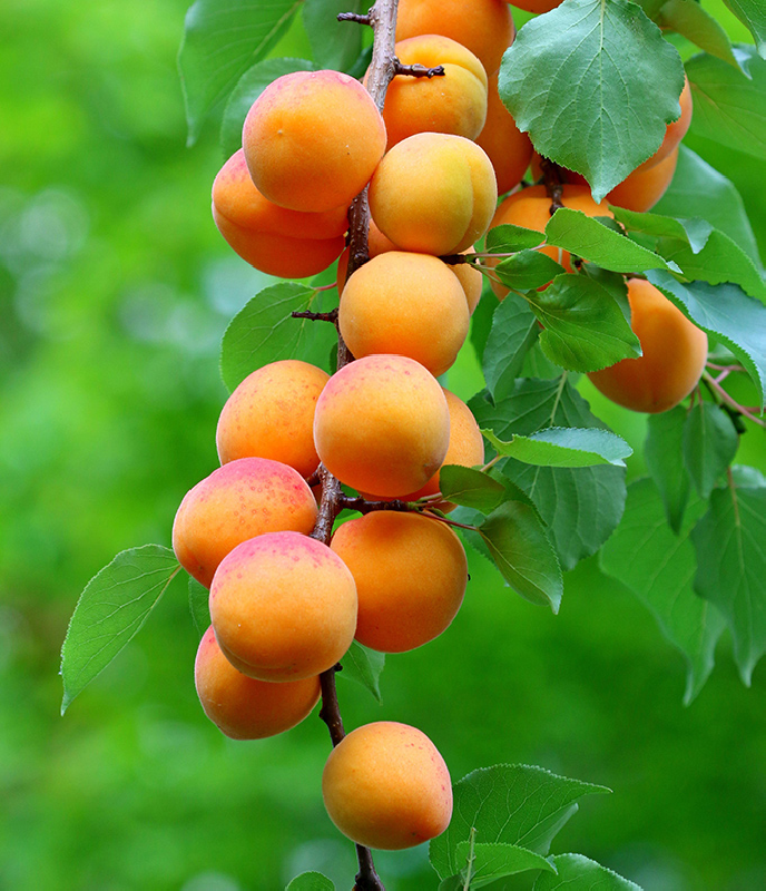 SUBLIMES ABRICOTIERS POLONAIS