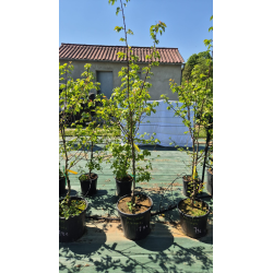 SUBLIMES ABRICOTIERS POLONAIS