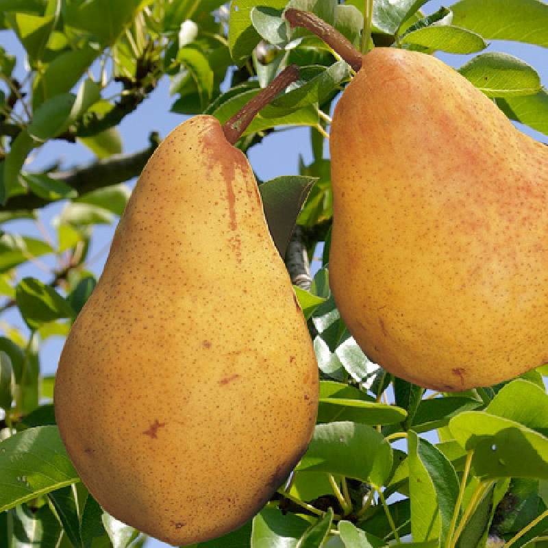 SUBLIMES POIRIERS WILLIAMS BON CHRETIEN