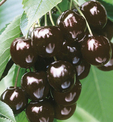 SUBLIMES CERISIERS BIGARREAU BURLAT NOIRE