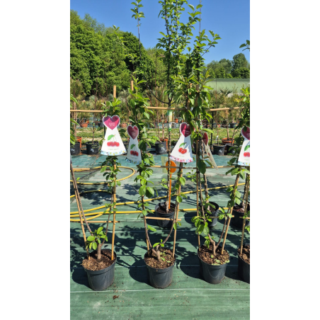 SUBLIMES CERISIERS PALISSES...