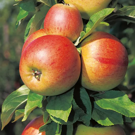 SUBLIMES POMMIERS REINE DES...