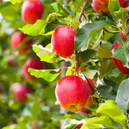 SUBLIMES POMMIERS GALA