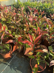 superbes PHOTINIAS RED ROBIN