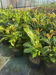 superbes LAURIERS PALME ETNA