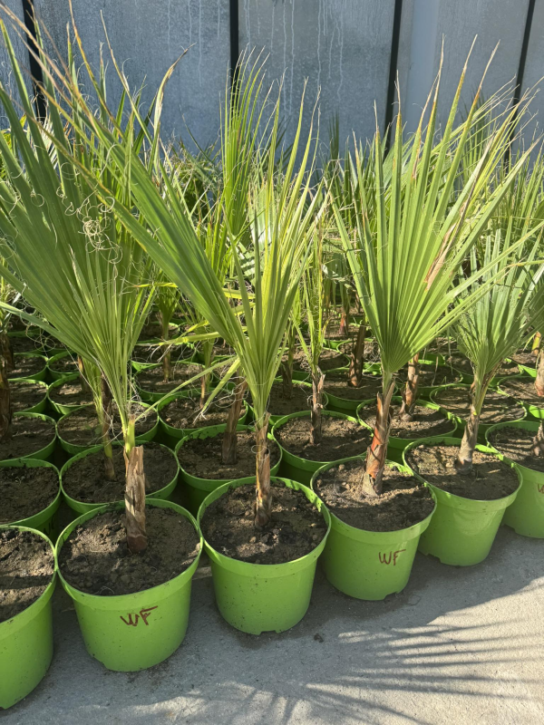 SUPERBES palmiers 🌴 WASHINGTONIAS FILIFERA 🇫🇷