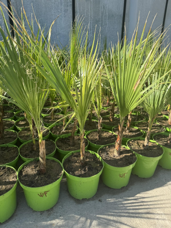 SUPERBES palmiers 🌴...