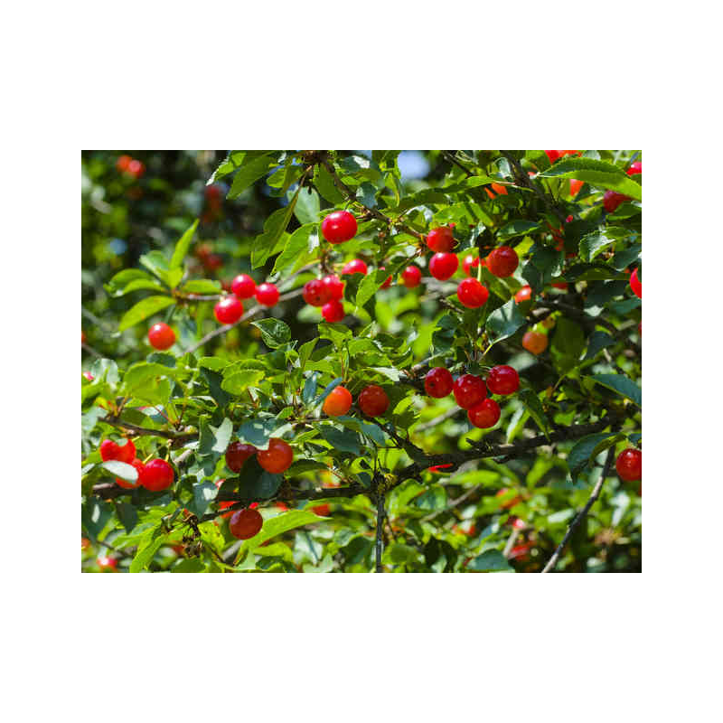 Superbes MERISIERS ( prunus avium)