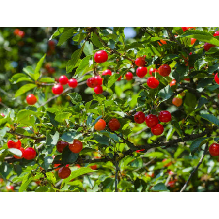 Superbes MERISIERS ( prunus...