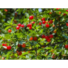 Superbes MERISIERS ( prunus avium)
