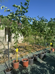 Superbes MERISIERS ( prunus avium)