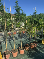 Superbes Laurier du portugal ( prunus lusitanica)