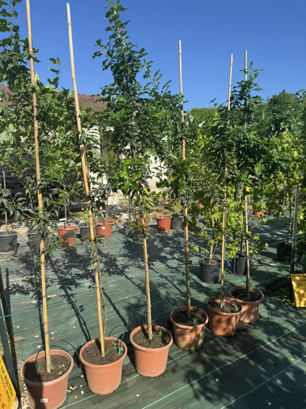 Superbes Laurier du portugal ( prunus lusitanica)