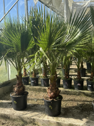 Superbes PALMIERS WASHINGTONIA ROBUSTA