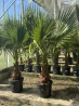 Superbes PALMIERS WASHINGTONIA ROBUSTA