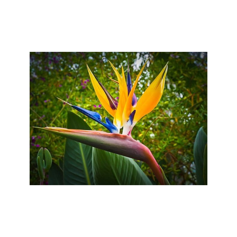 magnifiques oiseaux de paradis (strelitzia reginae)