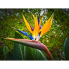 magnifiques oiseaux de paradis (strelitzia reginae)