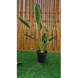 magnifiques oiseaux de paradis (strelitzia reginae)