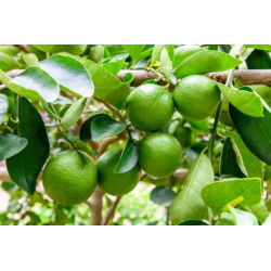 magnifiques citronniers verts( lima)