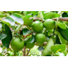 magnifiques citronniers verts( lima)