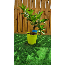 magnifiques citronniers verts( lima)