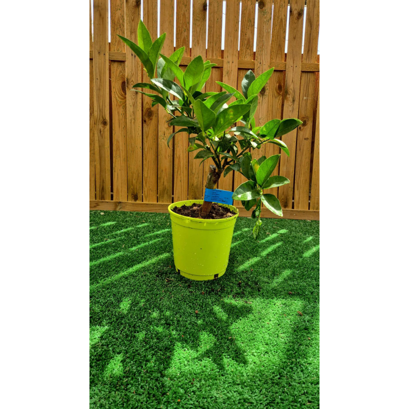 magnifiques citronniers verts( lima)