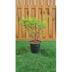 superbes EUPHORBES ASCOT RAINBOW