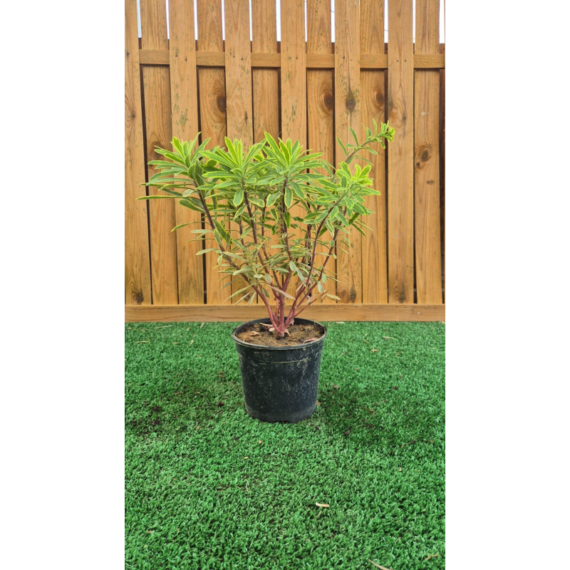 superbes EUPHORBES ASCOT RAINBOW