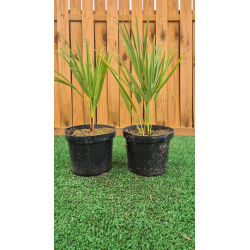 superbes palmiers humilis vulcano, 🇫🇷issus de notre production, MADE IN AUBE 🇫🇷