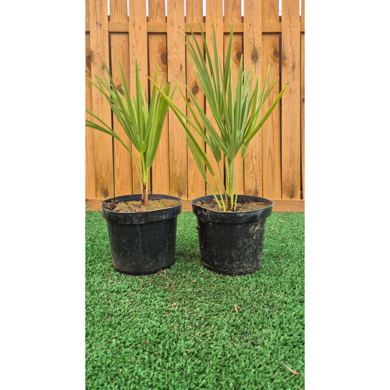 superbes palmiers humilis vulcano, 🇫🇷issus de notre production, MADE IN AUBE 🇫🇷