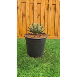 magnifiques AGAVES VICTORIA REGINA