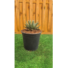 magnifiques AGAVES VICTORIA REGINA