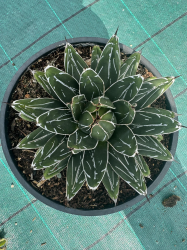 magnifiques AGAVES VICTORIA REGINA