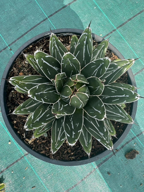 magnifiques AGAVES VICTORIA REGINA