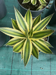 magnifiques AGAVES LOPHANTA QUADRICOLOR